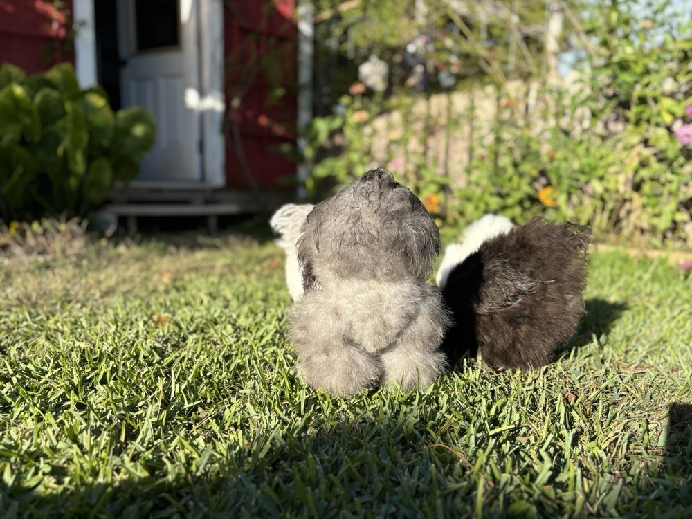 6+ Premium Bearded Silkie Hatching Eggs, Blue, Black, Splash
