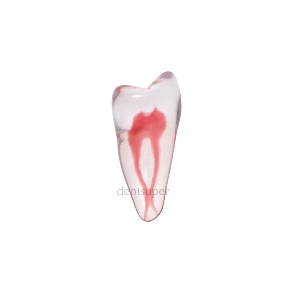 3D Dental Endo Root Canal Teeth Model Practice Block for RCT Pulp Cavity Study
