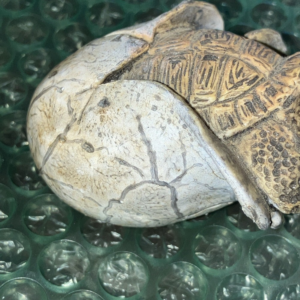 Two Plastic Tortoise Turtle Kids Toys