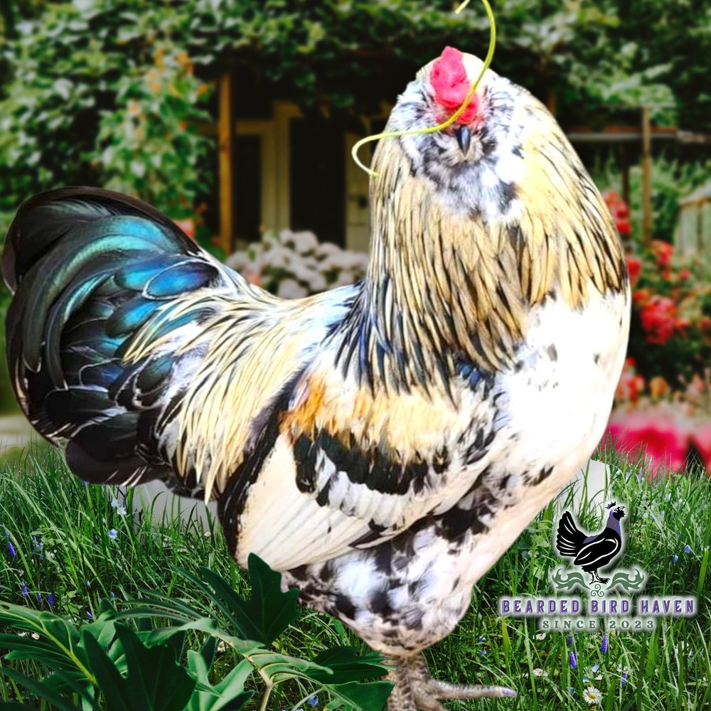 Easter Egger Hatching Eggs X6  (NPIP Certified: AI/PT Clean) + EXTRA