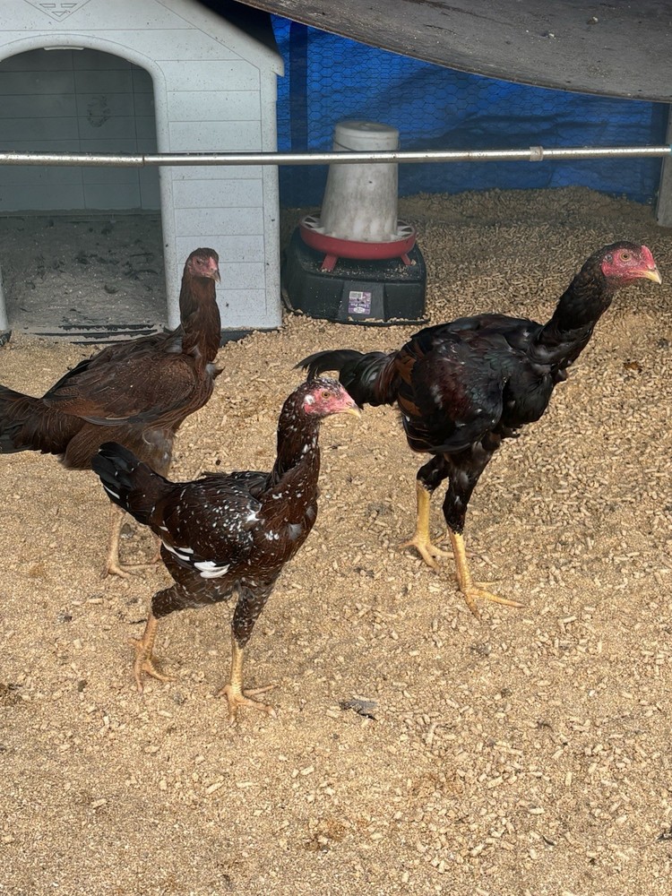 6 Indio Gigante Hatching Eggs