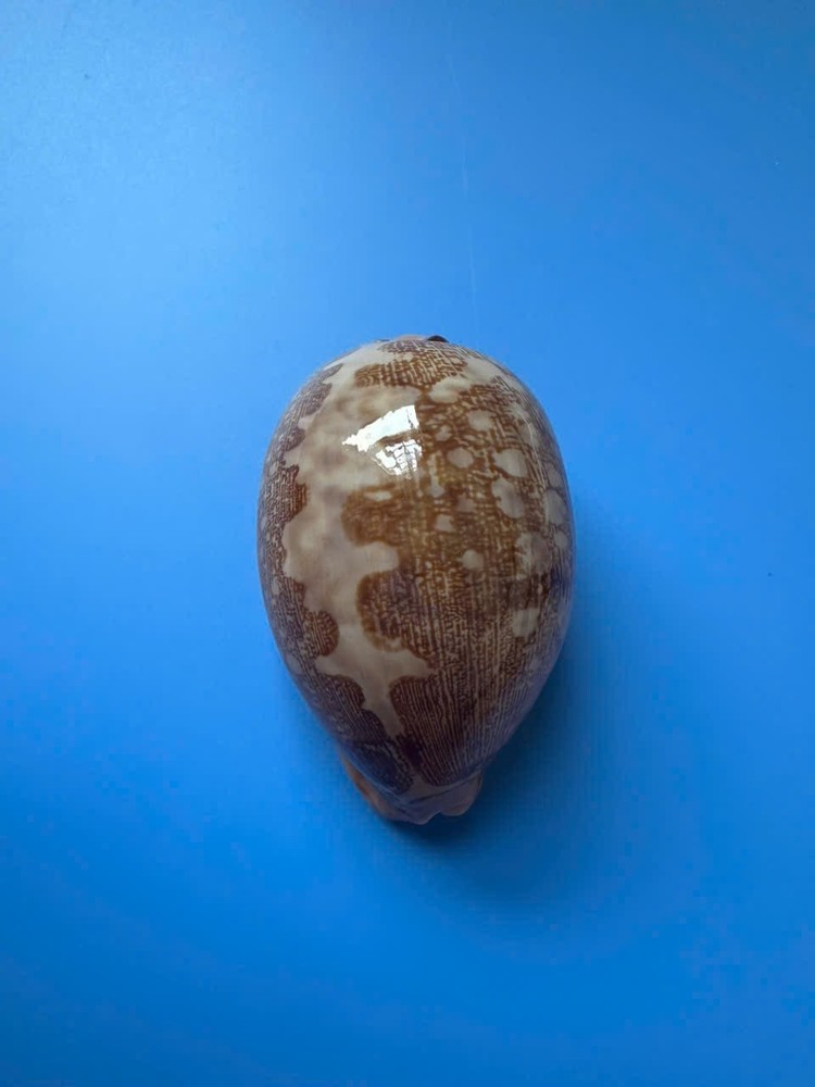 75.6mm | Cypraea Mappa |F+++ GEM | Nice pattern
