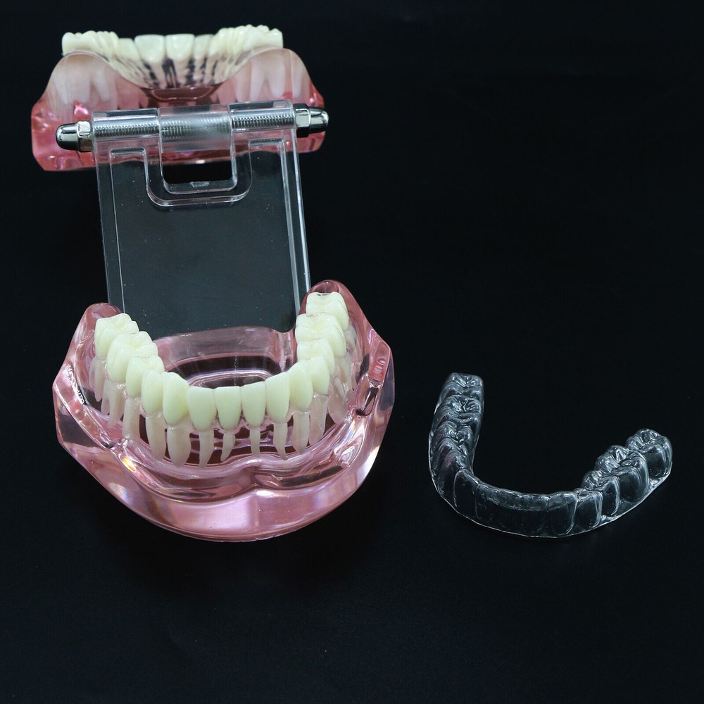 Dental Typodont Model Self-ligating Metal Bracket Ceramic Transparent Retainer