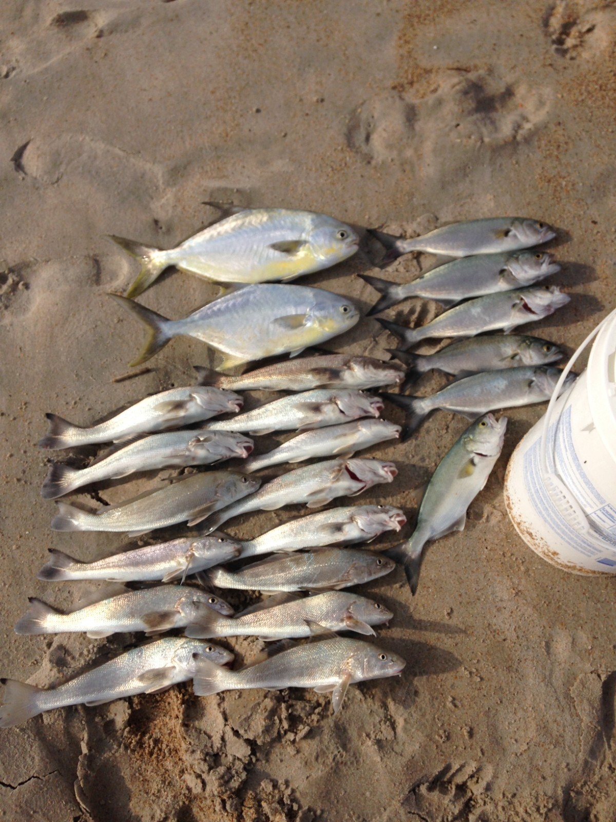"Super Sand Flea" Hi-Low Fishing Rigs Bullet Floats Pompano Whiting Snappers