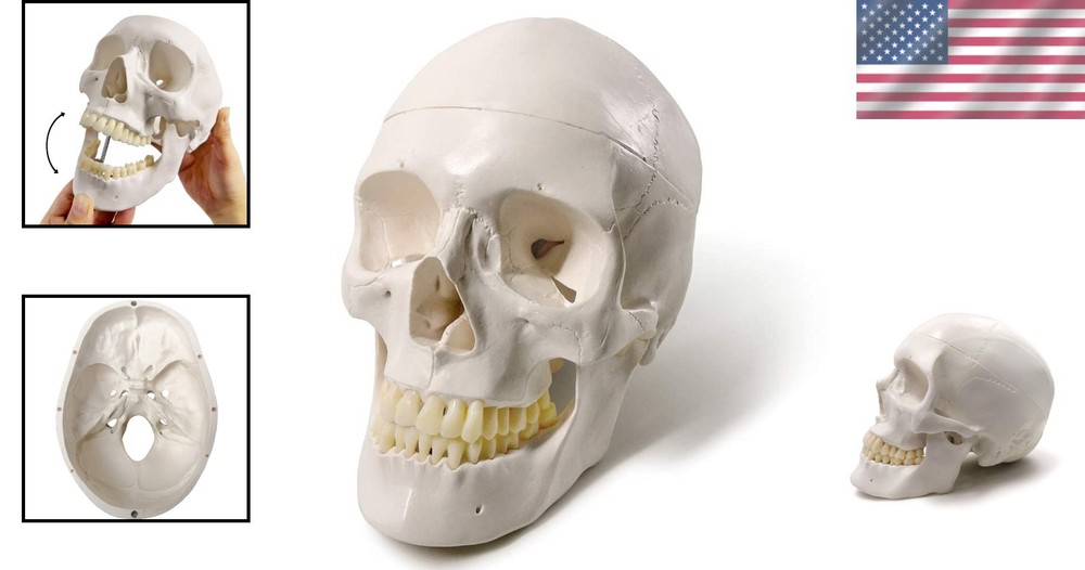 Detailed Life-Size Anatomical Skull Model - Ideal for Teaching & Reference