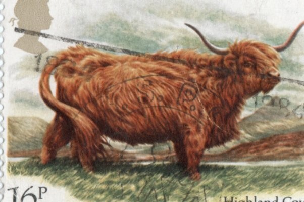 GREAT BRITAIN USED HIGHLND COW