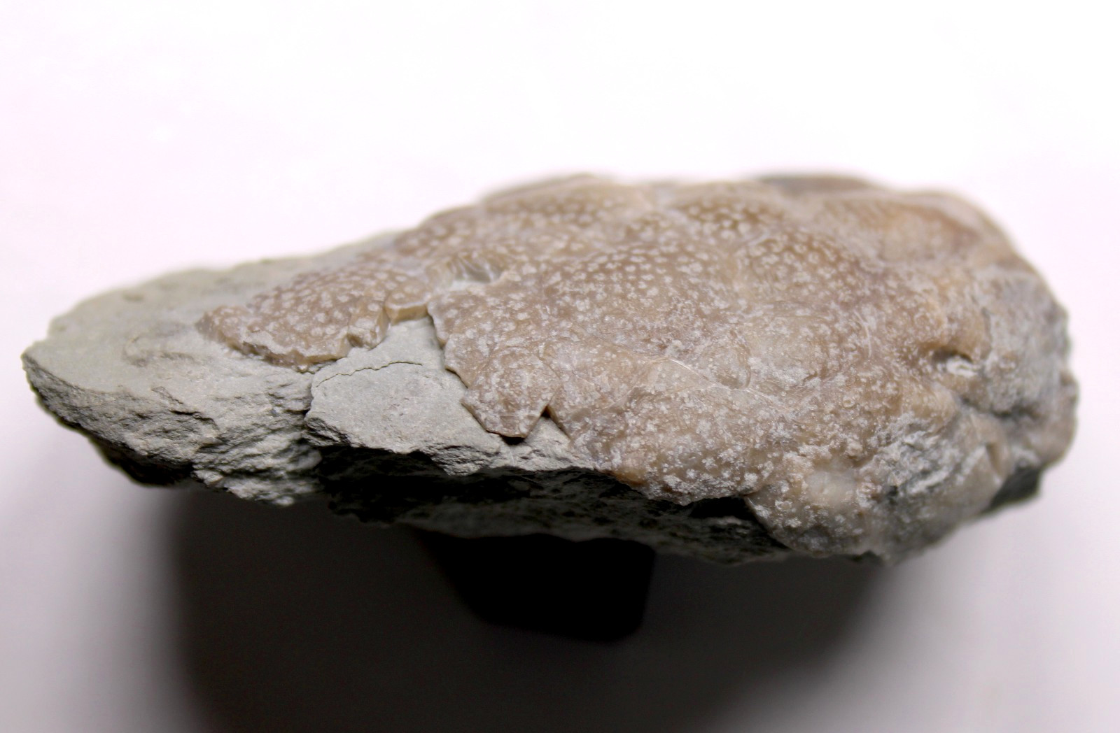 Triamara ventricosa Silurian Cystoid Fossil Indiana Massie Shale