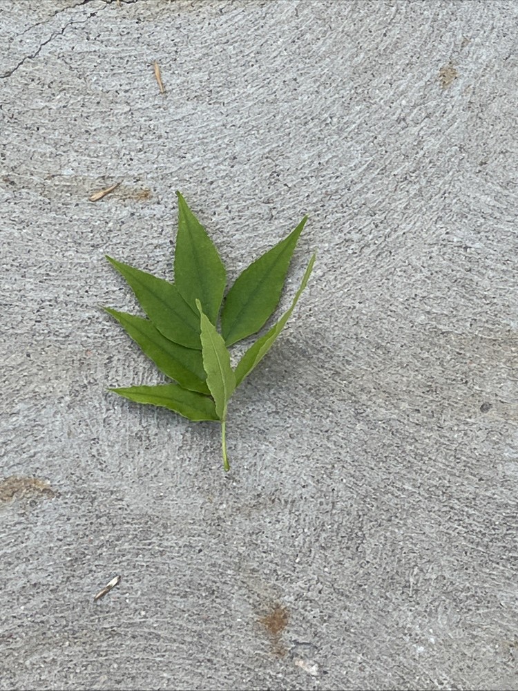 Leaf