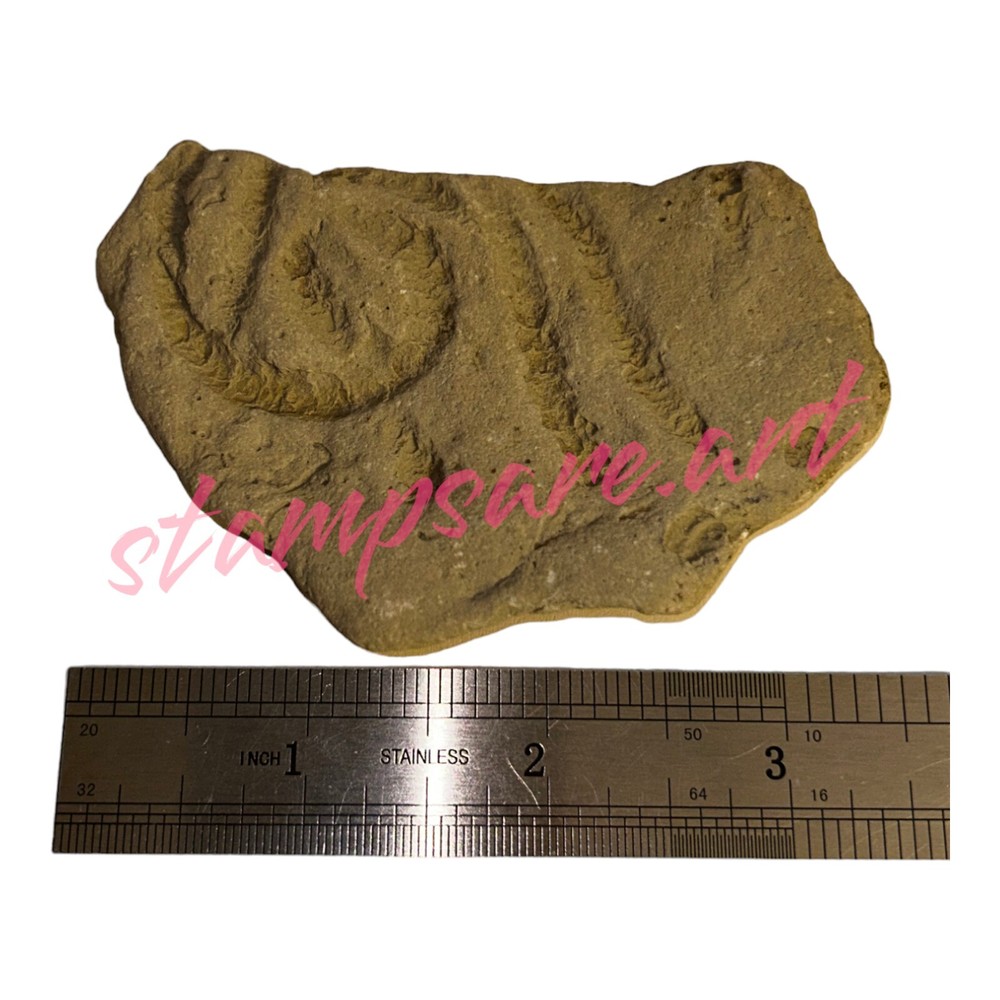 Four Imprint Fossils