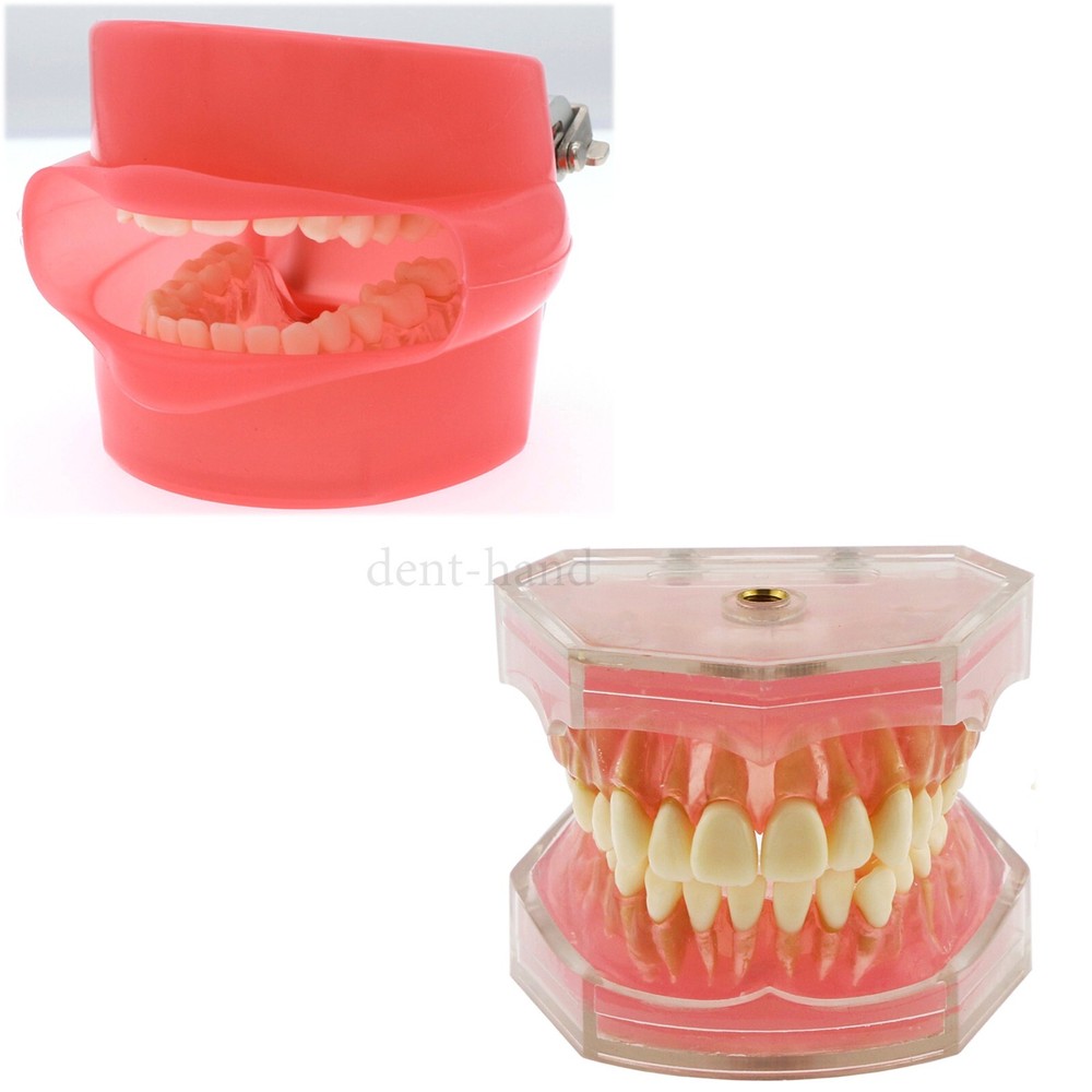 M7008 + Simulation Cheek Dental Typodont Practice Removable Teeth Model Soft Gum