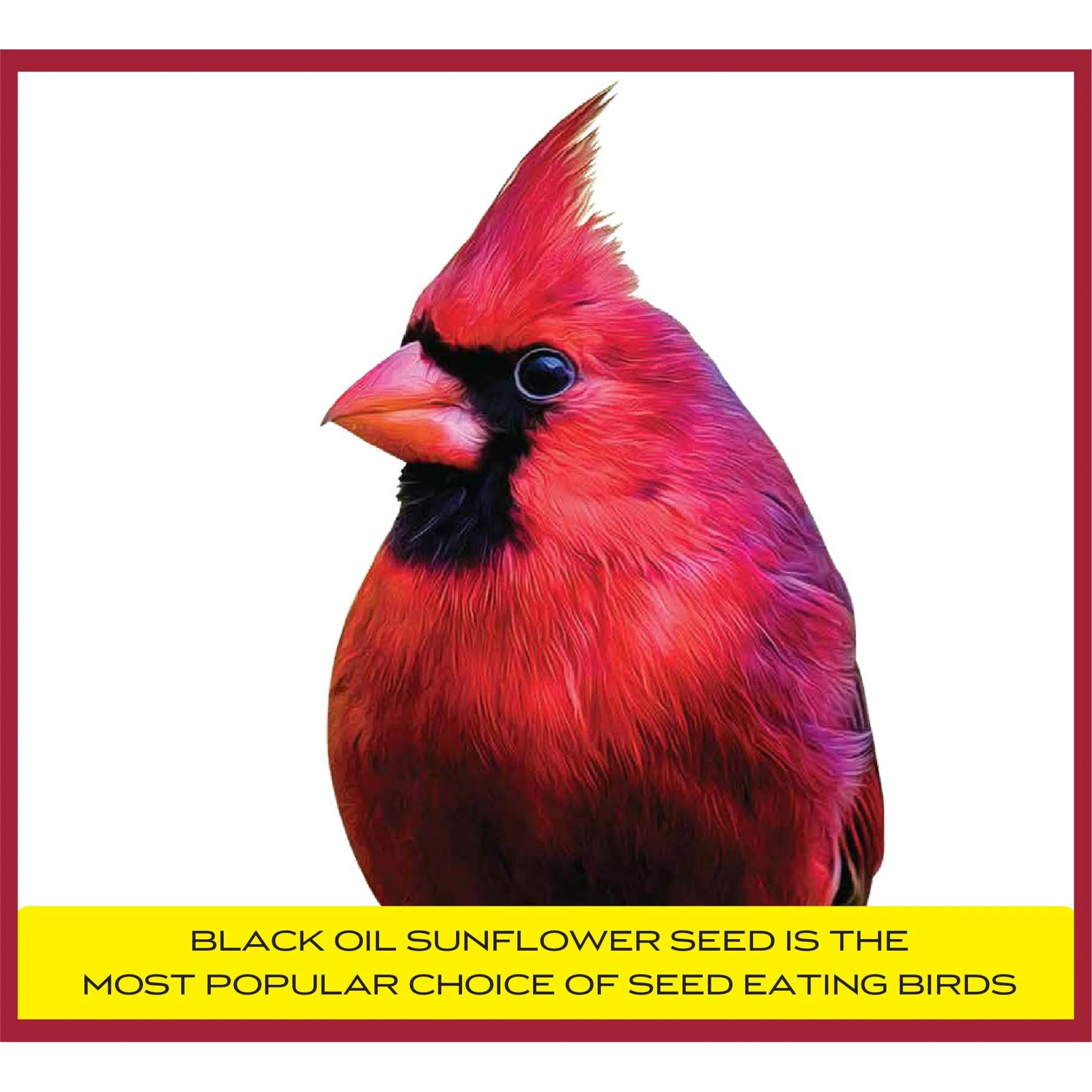 Select Black Oil Sunflower Seed Dry Wild Bird Feed, 20 Lb. Bag, 1 Pa