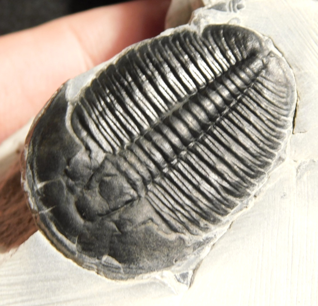 LARGER! NICE and 100% Natural TRILOBITE Fossil From Cambrian Utah 371gr *D