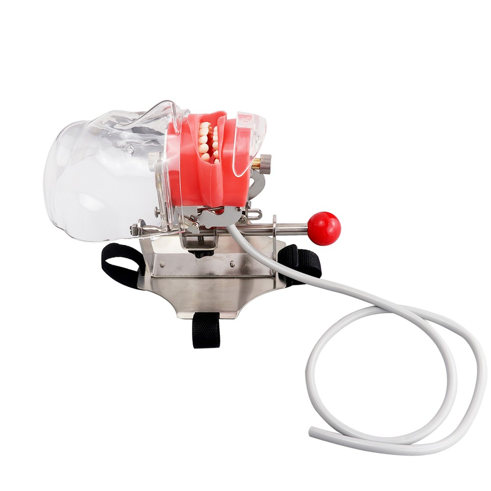 Dental Simulator Manikin Phantom Head with Replaceable Typodont Tooth Model USA