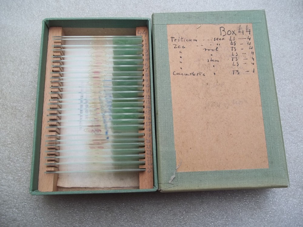 Vintage Glass Microscope Slides -