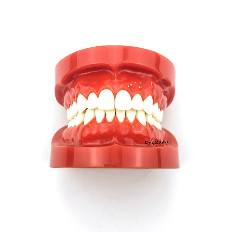 Teeth Model Typodont Demonstration Adult Standard Model Dental Study Model