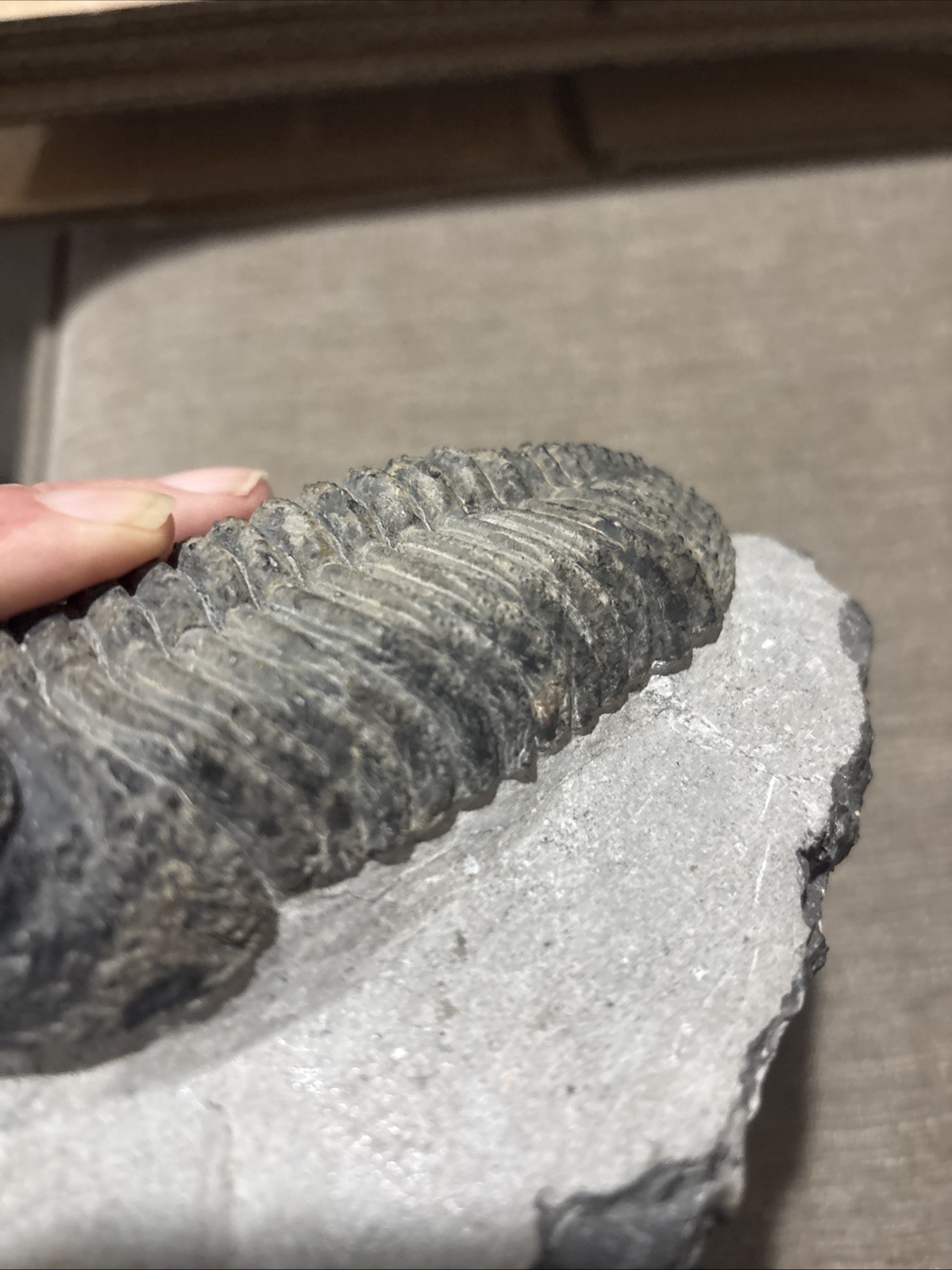 Very Nice 5 1/4 Inches Drotops Laid Out Nice Pretty Piece Devonian