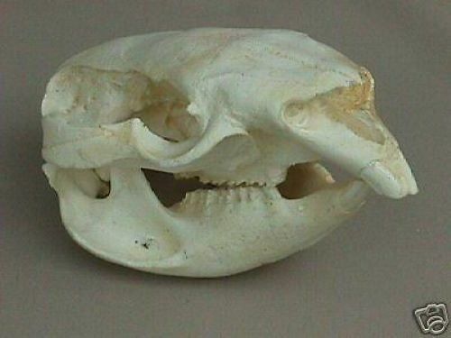 Wombat Skull Replica