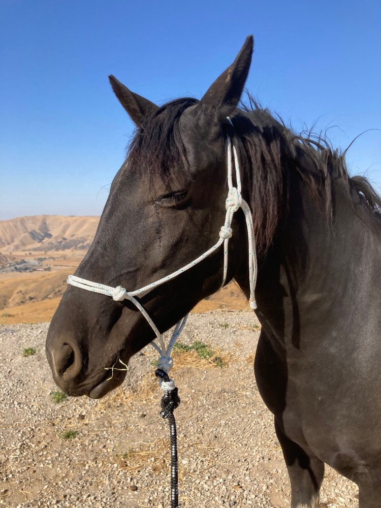 Rope Halter & 8ft Lead, Average Horse