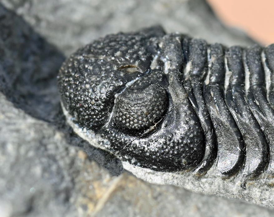 Trilobite Fossil, Phacops sp, from Morocco #2