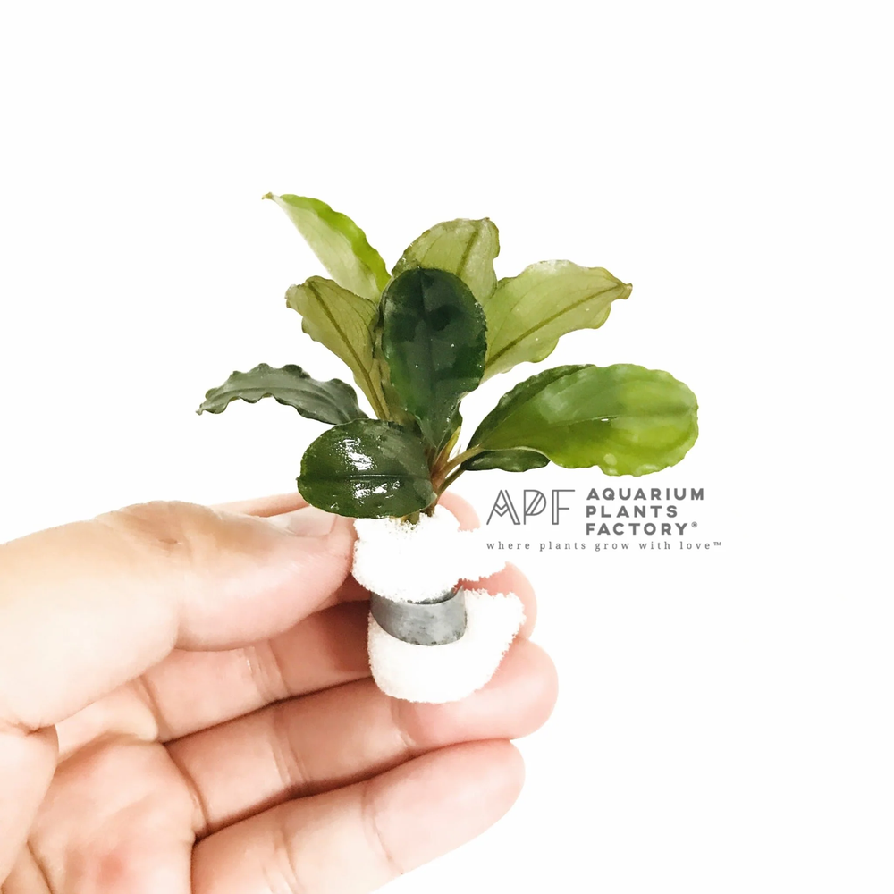 Bucephalandra Balloon | Buce Aquarium Plants Factory®
