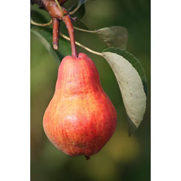 4-In-1 Pear Jubilee Tree Bare Root