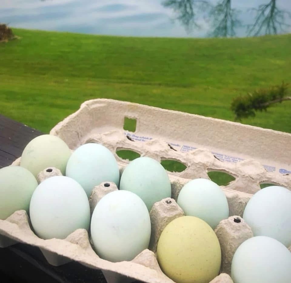 18 ++ Olive Egger Hatching Eggs