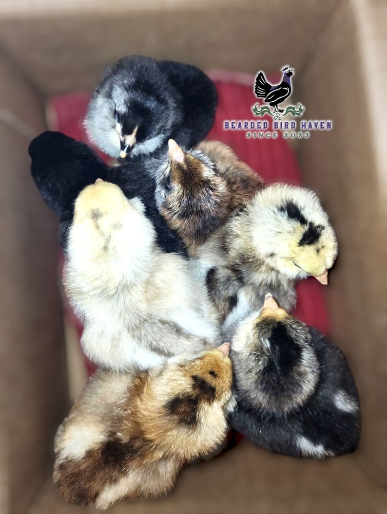 Easter Egger Hatching Eggs X6 (NPIP Certified: AI/PT Clean) + EXTRA