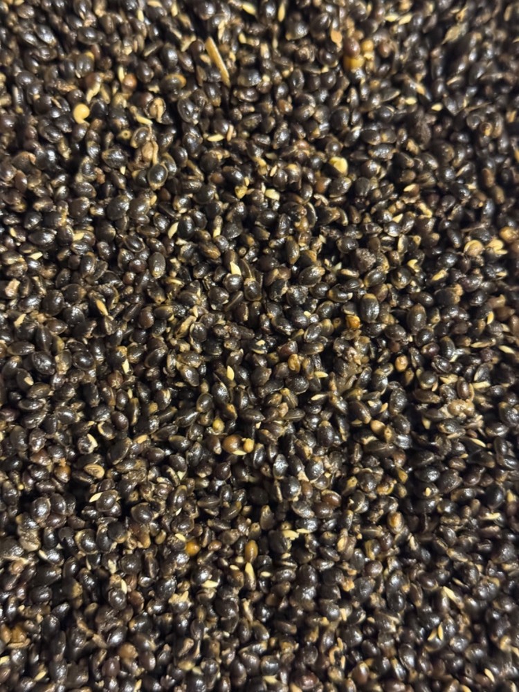 Kingybaits Carp Particle Grab Bags