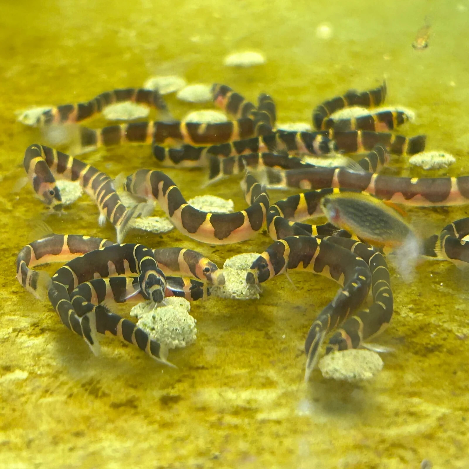 Kuhlii Loach (Pack 5) Live Fish for Aquarium. FREE SHIPPING