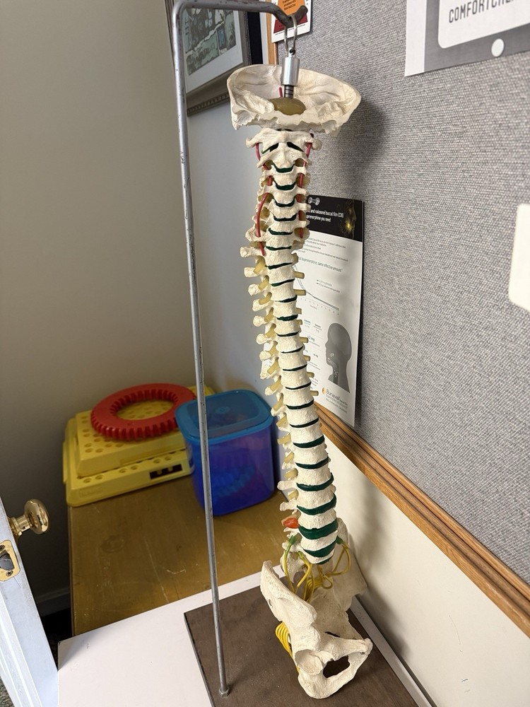 Plastic Spine Model