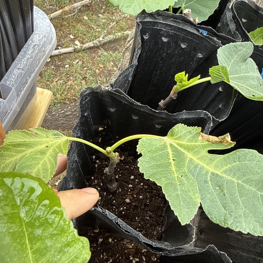 Green Ischia Fig Tree young 🌲
