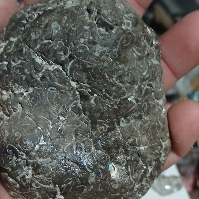 Fossilized Stone with Visible Shell Impressions and Fossil Patterns, 12cm