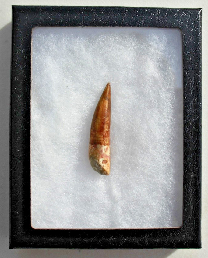 Authentic  2.0" Spinosaurus Tooth in Riker Mount