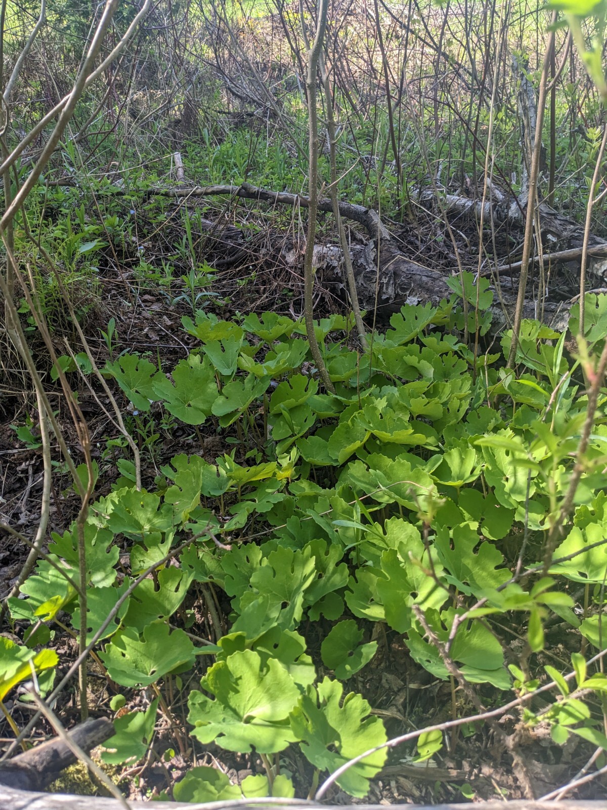 Wild Ginger - Asarum canadense. Birthwort Family. 25 Seeds