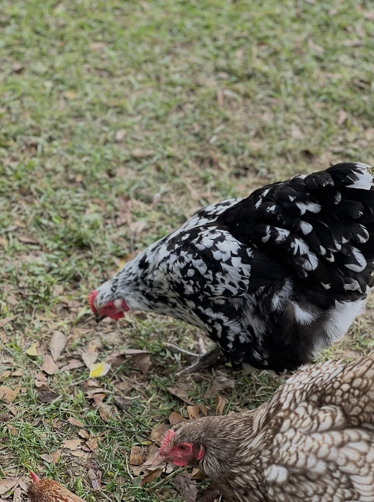 6 Black Mottled Orpington Hatching Eggs- Split To Chocolate