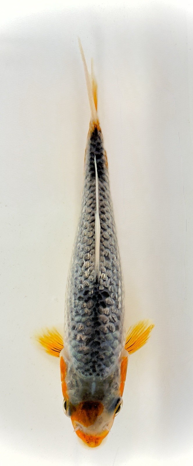 ✨ 5-7” Beautiful!  ASAGI Live Koi Fish ✨