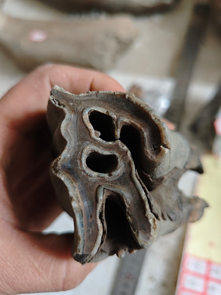 Ice Age Tooth Fossils - Ancient Fossil Specimens about