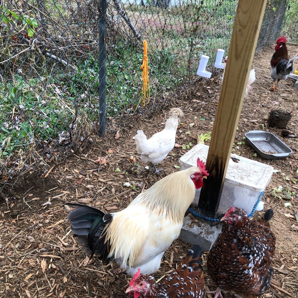 18 Fertile Chicken Hatching Eggs Barnyard Mix/Crested/Easter/Rare Breed Possible