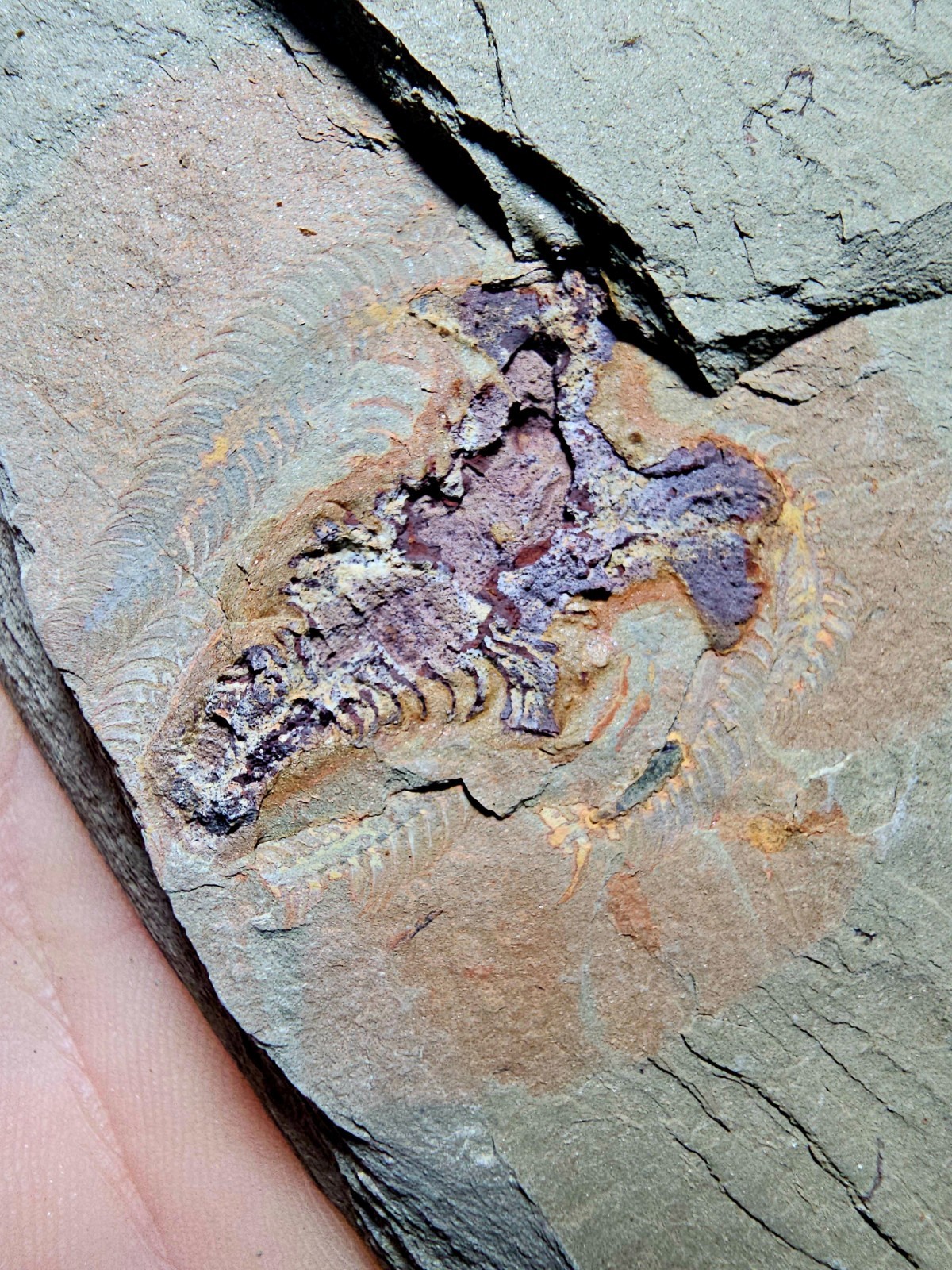 Fossil Soft-Bodied Marrellomorph (Furca) Ordovician fezouata