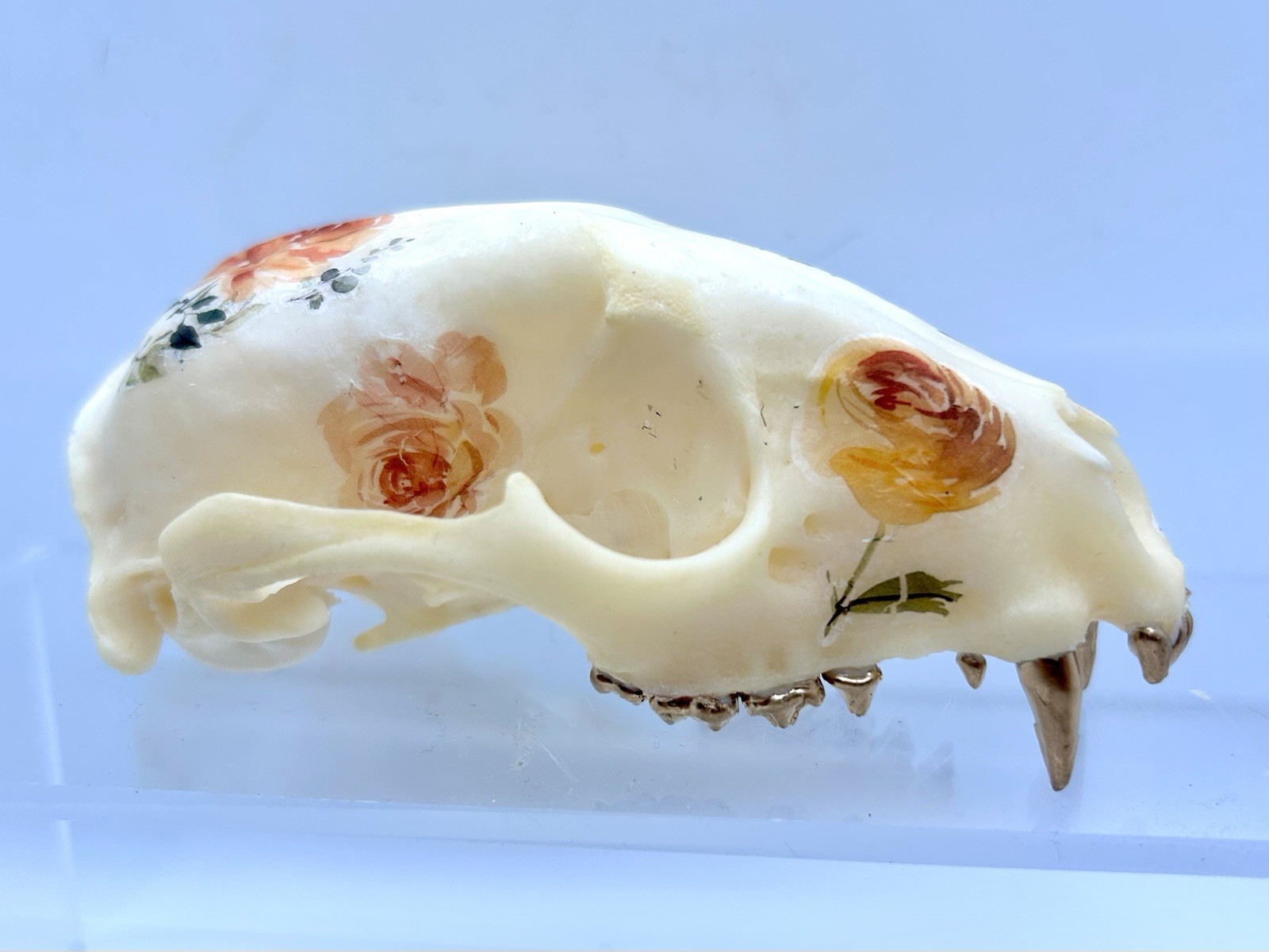 Embellished floral Raccoon Skull Vintage Ormolu/Casket Jewelry Box Dried Flowers