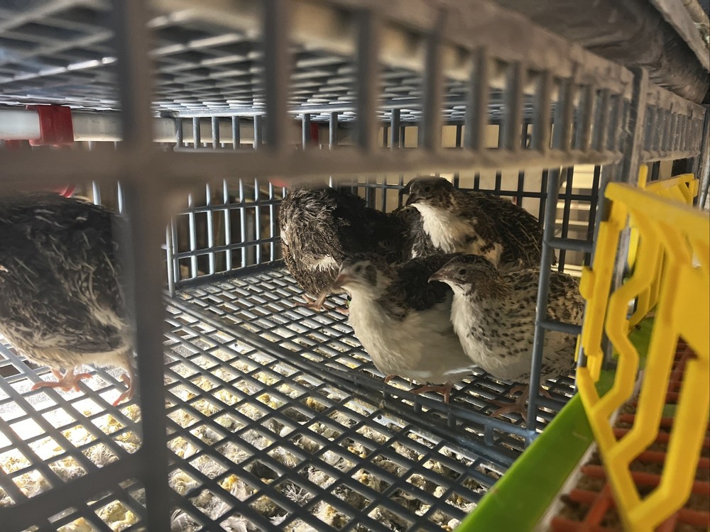 42 + 6 Extra Hatching Coturnix Jumbo Quail