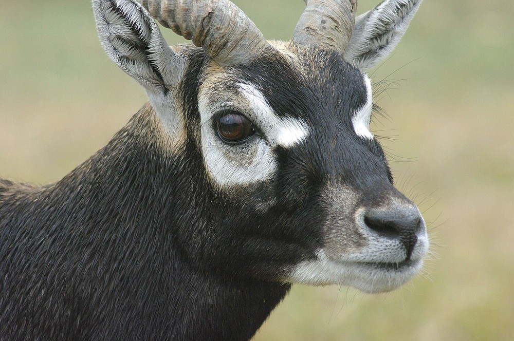 Black Buck Taxidermy Reference Photo Cd