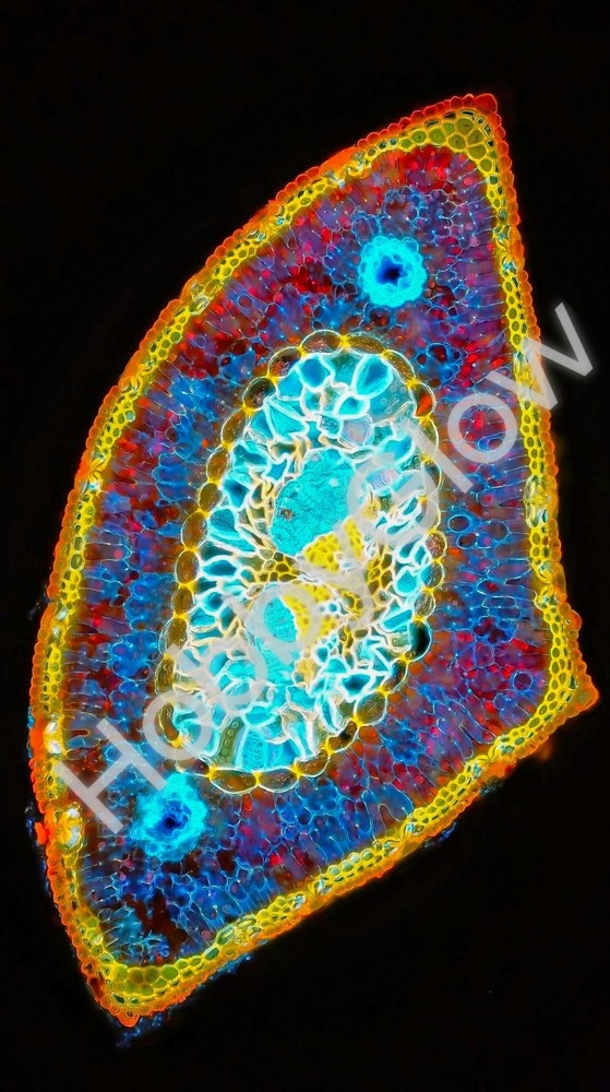 HobbyGlow Fluorescence Trio Microscopy Starter Reagent Set