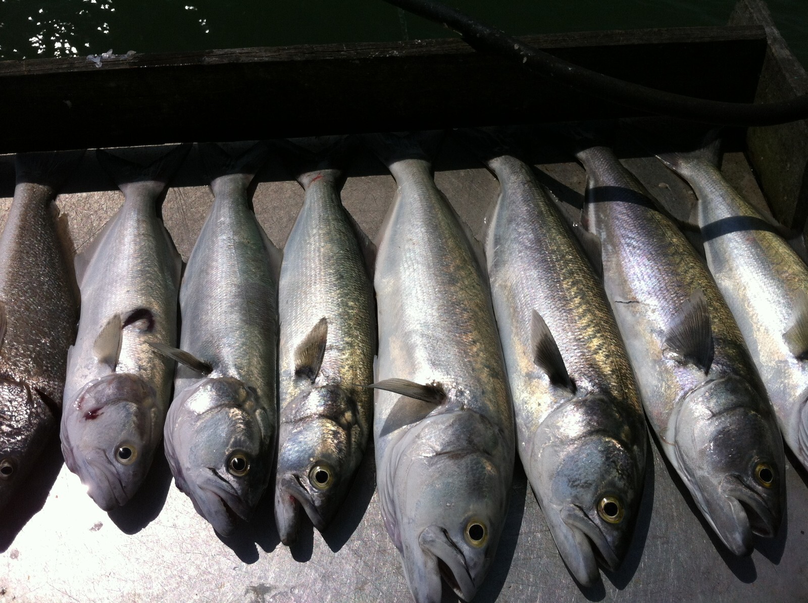 "Super Sand Flea" Hi-Low Fishing Rigs Bullet Floats Pompano Whiting Snappers