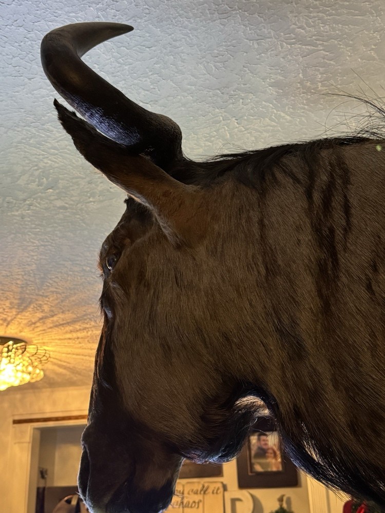 Wildebeest Mount