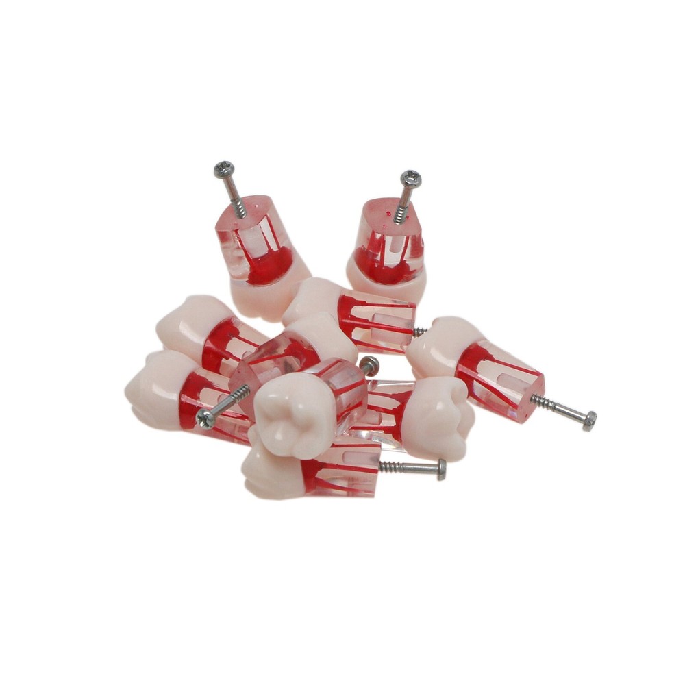 26# (UL6 First Molar) Training Models for Root Canal Procedures Dental Endo Root