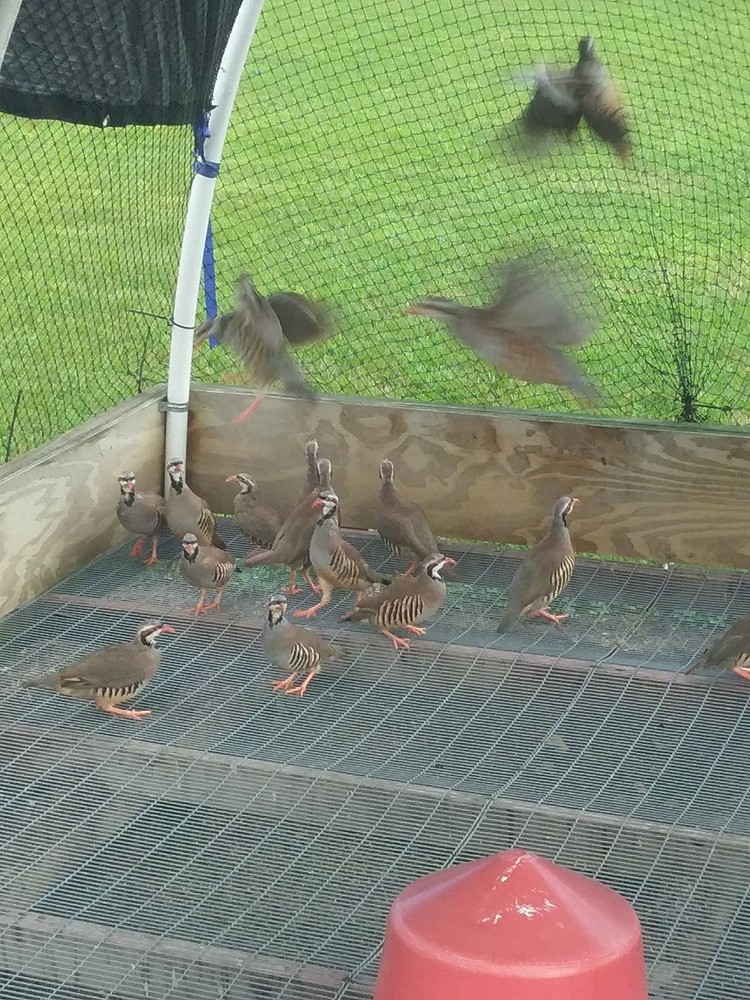 288+ Extras Fertile Chukar Partridge Hatching Eggs