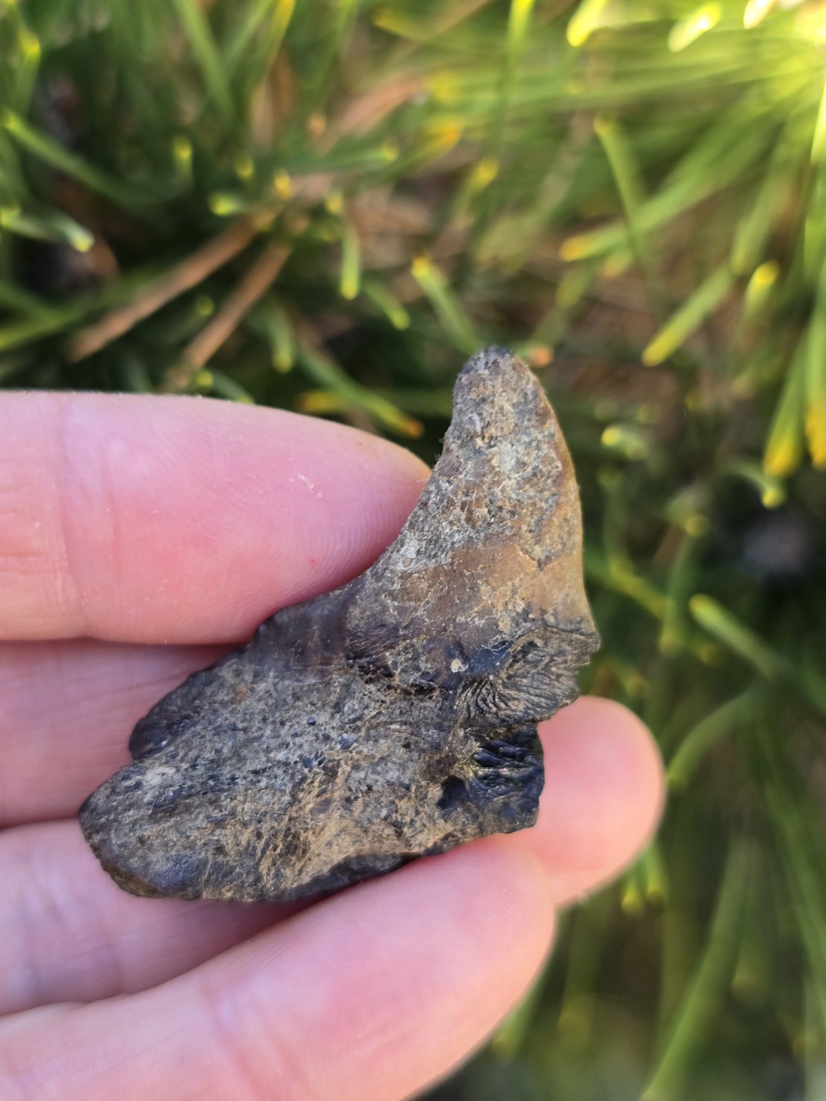 Large Enchodus Palatine Jaw Cretaceous Fish TX Fossil
