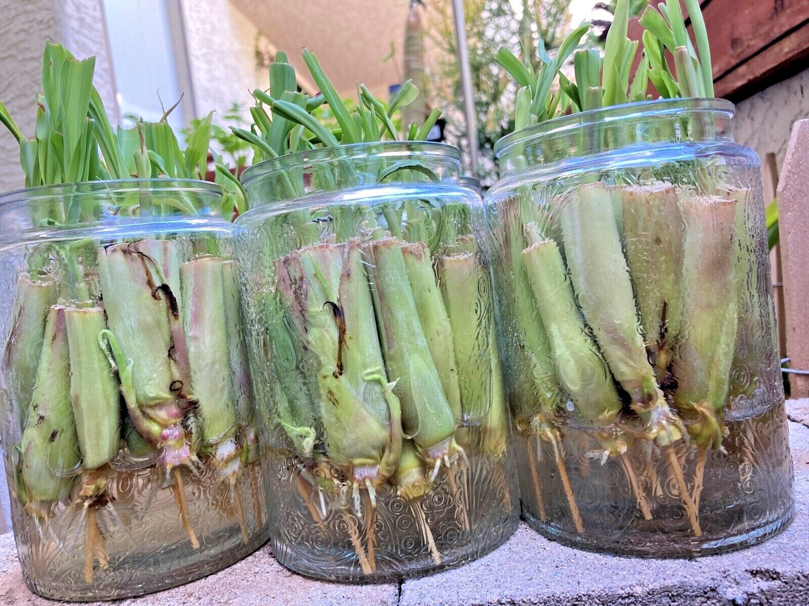 5-25 Rooted Lemongrass Stalks Ready to Plant | Fast Growing Lemon Grass Plants