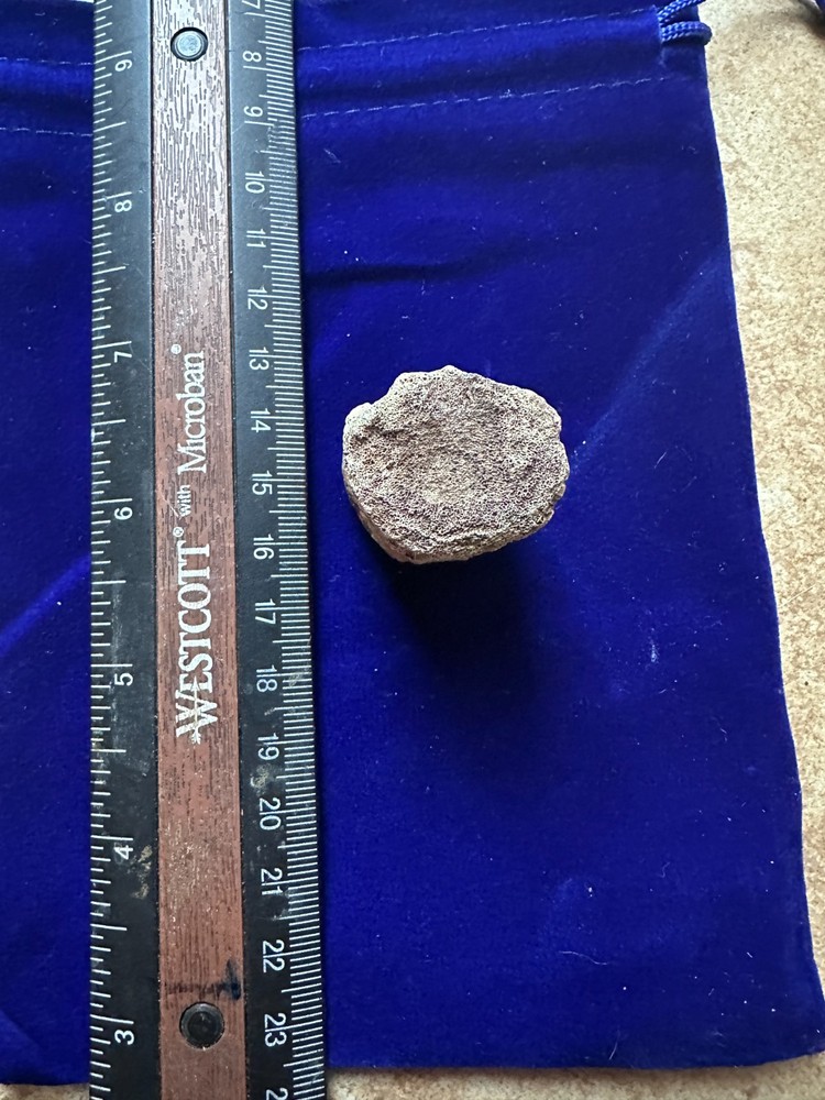 Genuine Hadrosaur vertebrae